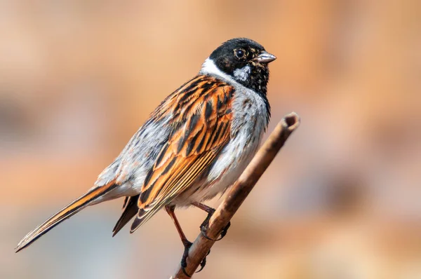 Beautiful Colorful Bird Sits Looks — Stock Photo, Image