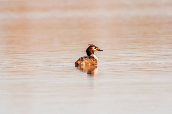 Ein Wasservogel Schwimmt Auf Einem See — Stockfoto