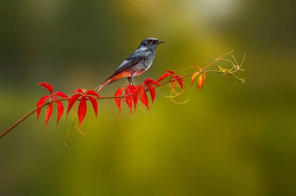 Ein Schöner Bunter Vogel Sitzt Und Sieht Aus — Stockfoto