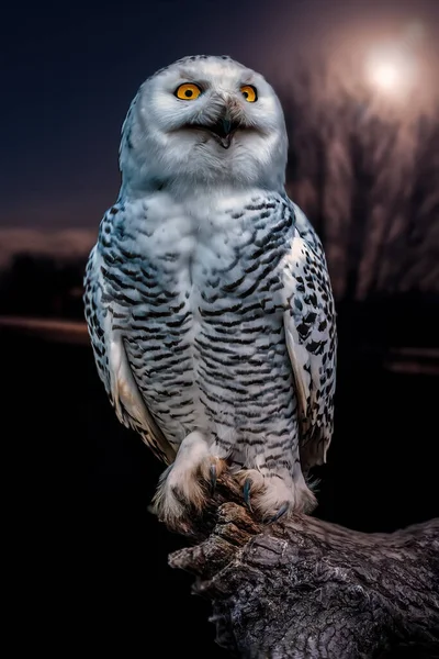 Hermoso Pájaro Colorido Sienta Mira — Foto de Stock