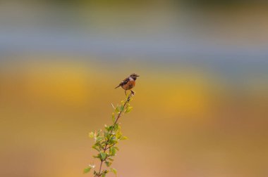 Bir taş parçası bir dala oturur ve yiyecek arar.