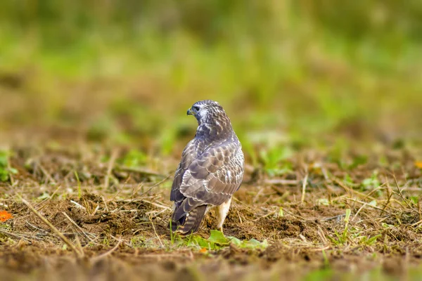 Une Buse Regarde Nature Cherche Des Proies — Photo