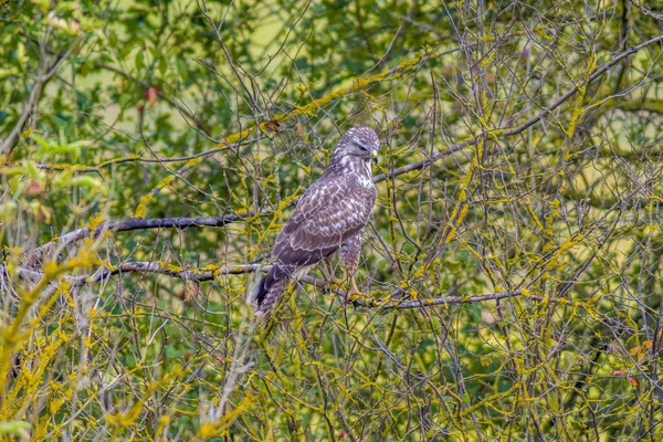 Buzzard Observa Natureza Procura Por Presas — Fotografia de Stock