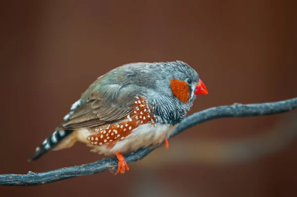 Bird Sits Branch Looks Food — Stock Photo, Image