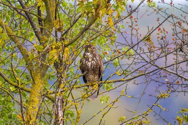 Velký Krkavec Pozoruje Přírodu Hledá Kořist — Stock fotografie