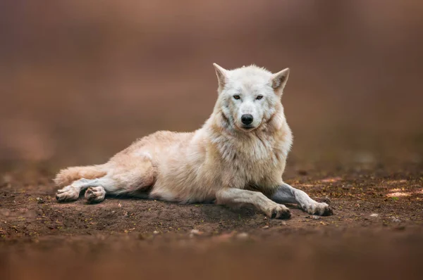 Ένας Λύκος Στο Δάσος Ψάχνει Για Λεία — Φωτογραφία Αρχείου
