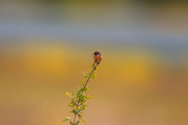 Stonechat Sits Branch Looks Food — Stock Photo, Image