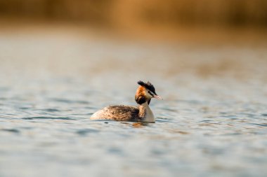 Büyük bir ibikli yunus doğayı gözlemler ve yiyecek arar.