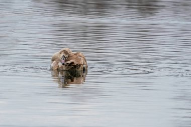 Güzel, kahverengi bir kuğu gölette yüzüyor.