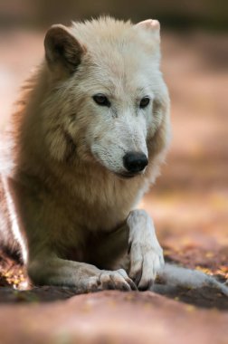 Ormanda avını arayan bir kurt.