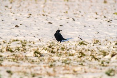 Kuzgun doğayı gözlemler ve yiyecek arar.