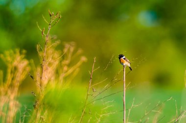 Bir taş parçası bir dala oturur ve yiyecek arar.