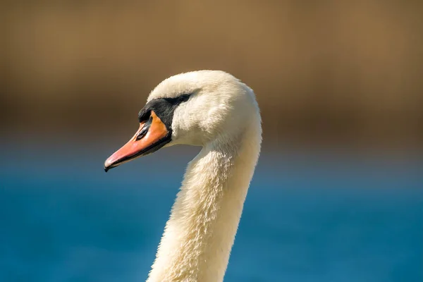 Ein Schöner Weißer Schwan Schwimmt Auf Einem Teich — Stockfoto