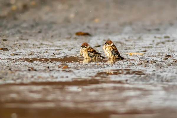 Ein Sperling Beobachtet Die Natur Und Sucht Nahrung — Stockfoto