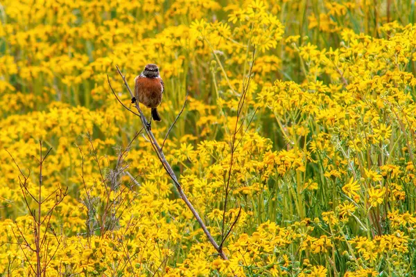 Stonechat Sits Branch Looks Food — Stock Photo, Image