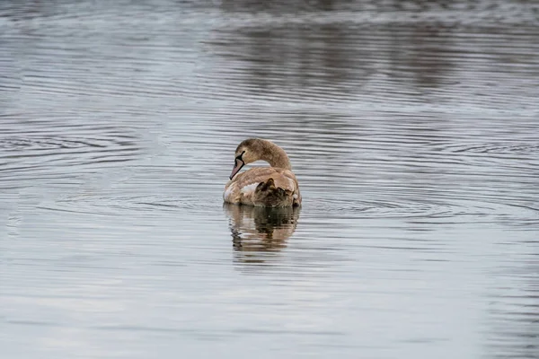 Beautiful Young Brown Swan Swims Pond — Stock Photo, Image