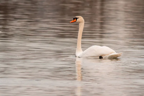 Belo Cisne Branco Nada Uma Lagoa — Fotografia de Stock