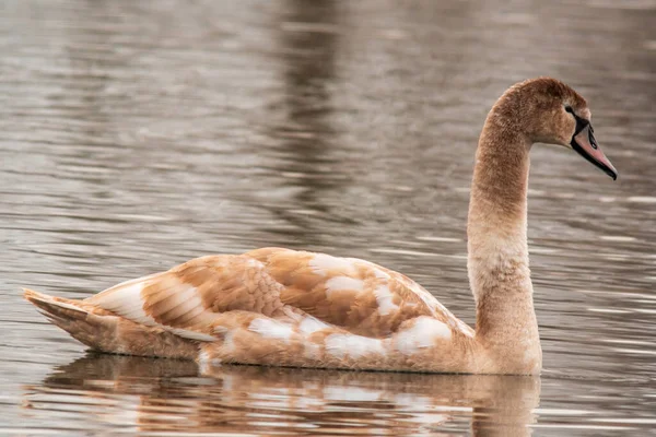 Belo Cisne Marrom Jovem Nada Uma Lagoa — Fotografia de Stock