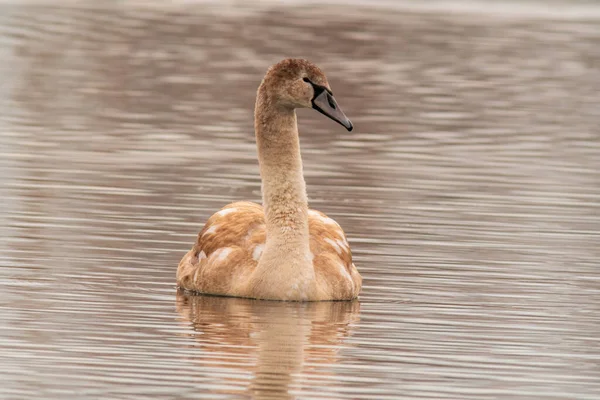 Belo Cisne Marrom Jovem Nada Uma Lagoa — Fotografia de Stock