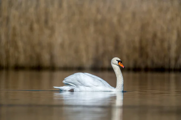 Belo Cisne Branco Nada Uma Lagoa — Fotografia de Stock