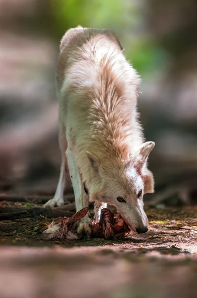 Ένας Λύκος Στο Δάσος Ψάχνει Για Λεία — Φωτογραφία Αρχείου