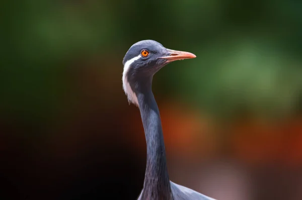 Uma Garça Observa Natureza Procura Comida — Fotografia de Stock