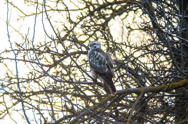 Een Buizerd Waakt Natuur Zoekt Prooi — Stockfoto