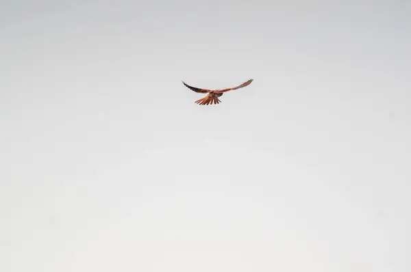 물총새는 자연을 관찰하고 먹이를 찾는다 — 스톡 사진
