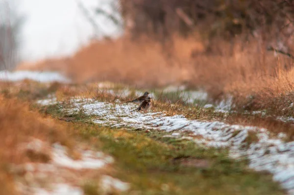 Fieldfare Observe Nature Veille Nourriture — Photo