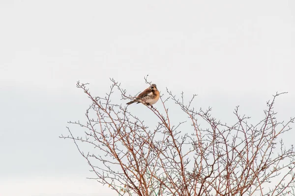 Fieldfare Observa Naturaleza Vigila Comida — Foto de Stock