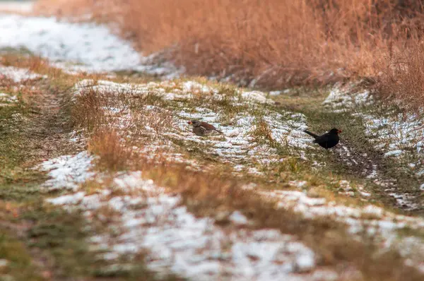 黒鳥は自然を観察し食物を監視し — ストック写真