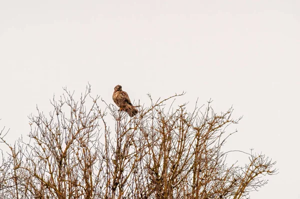 Een Buizerd Observeert Natuur Let Voedsel — Stockfoto