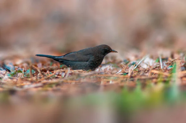 Een Merel Observeert Natuur Zoekt Voedsel — Stockfoto