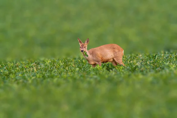 Een Herten Grazen Ontspannen Natuur — Stockfoto