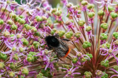 Mevsimlik bir bitkiden polen toplayan bir arı.