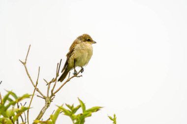 Kırmızı sırtlı bir ördek bir dala oturur ve yiyecek arar.