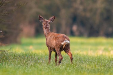 Doğada otlayan ve rahatlatan bir geyik.