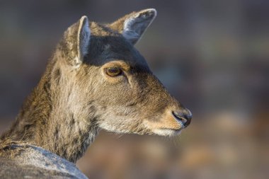 Doğada otlayan ve rahatlatan bir geyik.