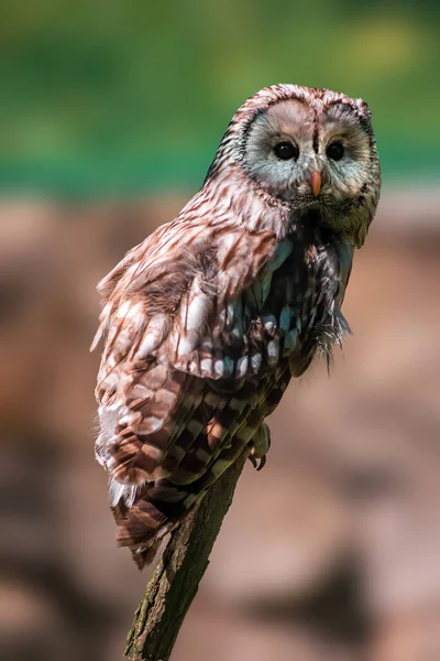Owl Watches Nature Looks Prey — Stock Photo, Image