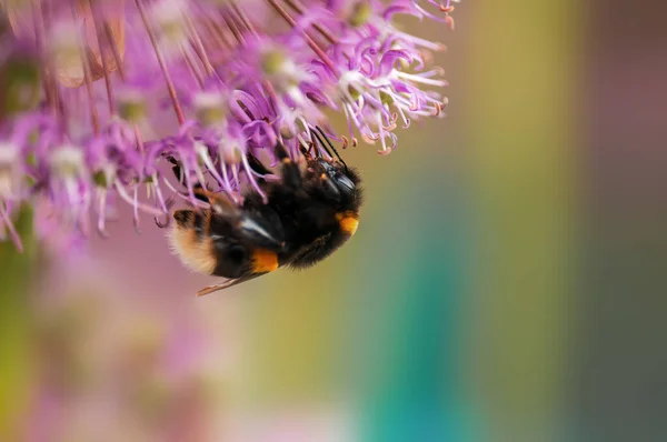 Пчела Собирающая Пыльцу Сезонного Растения — стоковое фото