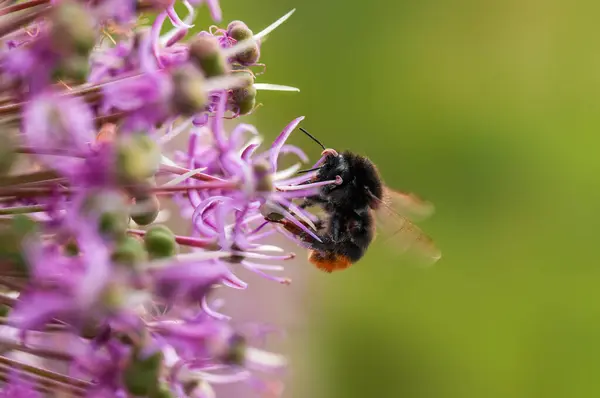 Une Abeille Recueillant Pollen Une Plante Saisonnière — Photo