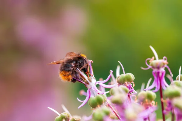 季節の植物から花粉を集めるミツバチは — ストック写真