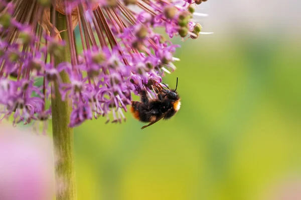 Una Abeja Recolectando Polen Una Planta Estacional — Foto de Stock