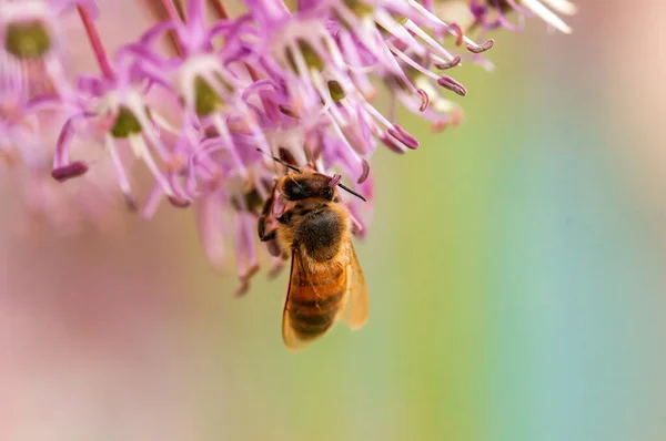 Пчела Собирающая Пыльцу Сезонного Растения — стоковое фото