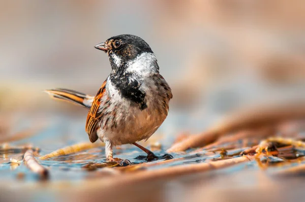 Reed Bunting Observes Nature Looks Food — Stock Photo, Image