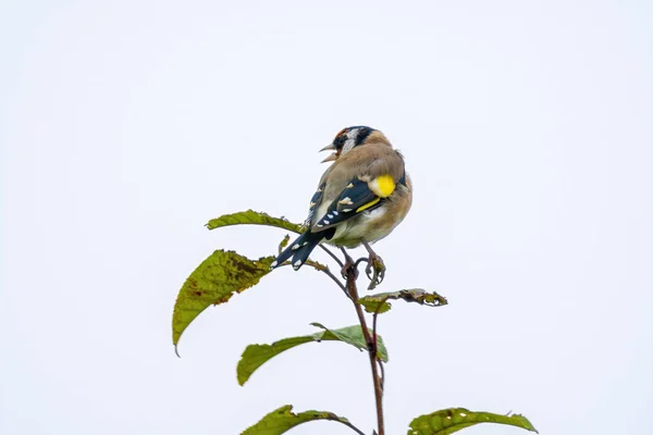 Goldfinch Sedí Větvi Hledá Potravu — Stock fotografie