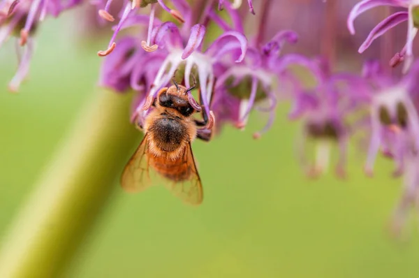 Včela Sbírající Pyl Sezónní Rostliny — Stock fotografie