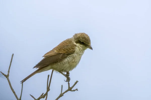 Shrike Apoiado Vermelho Senta Ramo Procura Comida — Fotografia de Stock