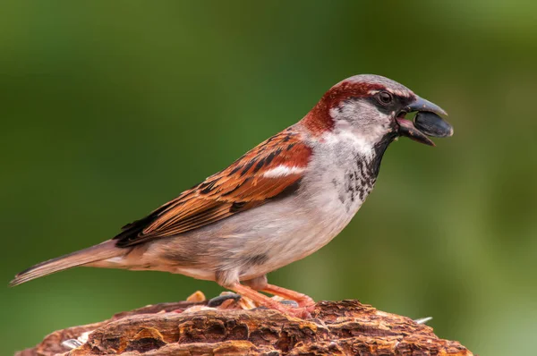 Sparrow Sits Branch Looks Food — Stock Photo, Image