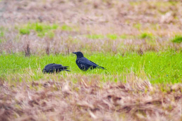 Korp Iakttar Naturen Och Letar Efter Mat — Stockfoto